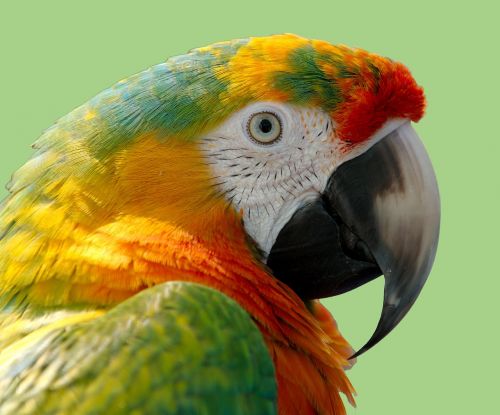 parrot macaw bird