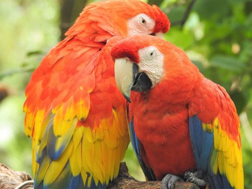 parrot bird wildlife