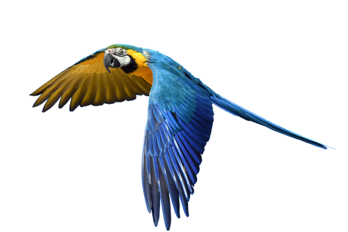 parrot flight isolated