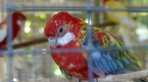 parrot cage sad