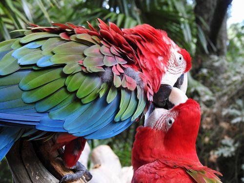 parrot birds couple