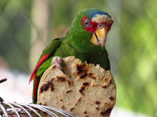 parrot tortilla nature