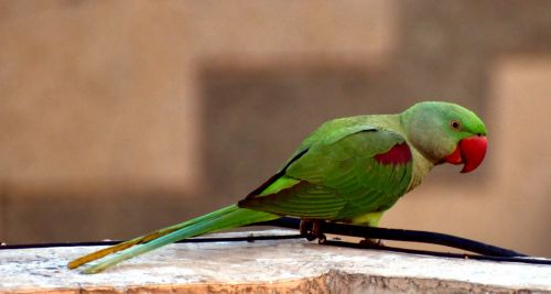 parrot bird green