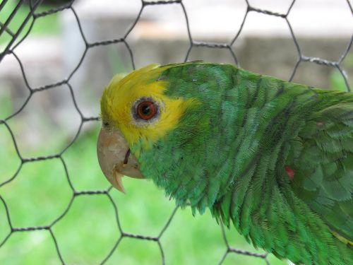 parrot yellow-headed cage