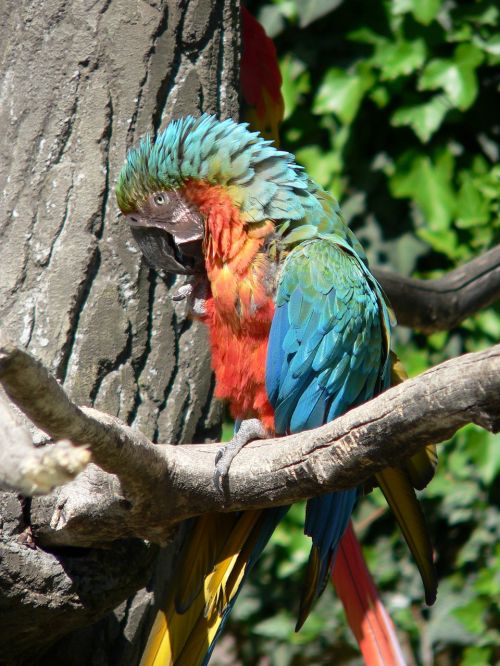parrot bird colorful parrot