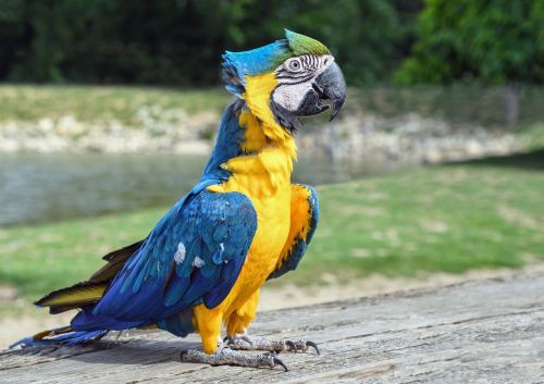 parrot ara bird