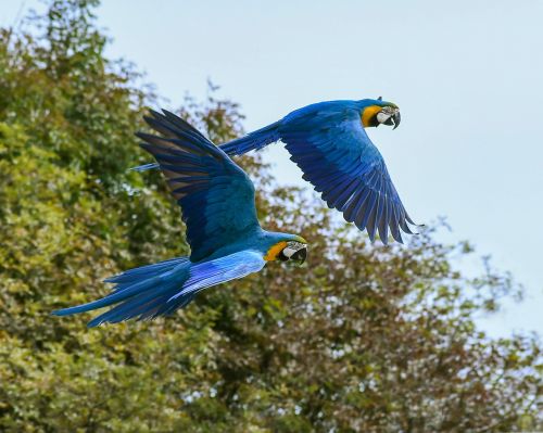 parrot fly blue macaw