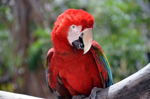 parrot birds beautiful