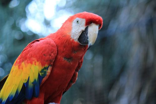 parrot macaw red