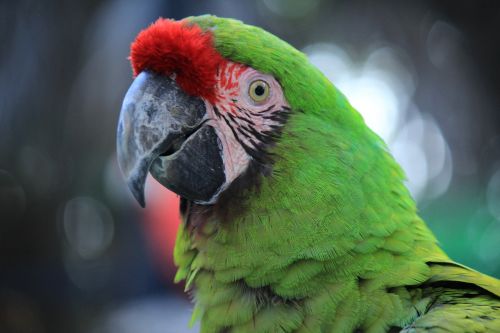 parrot macaw red