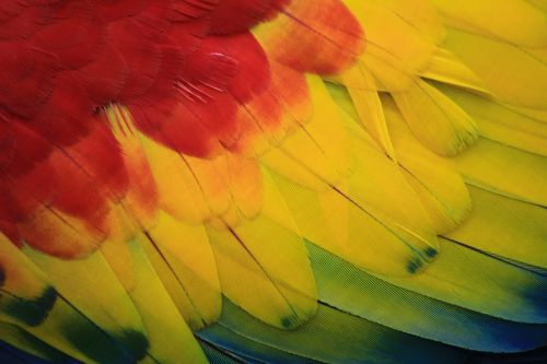 parrot macaw red