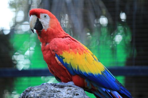 parrot macaw red