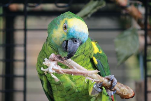 parrot amazon blue forehead bird