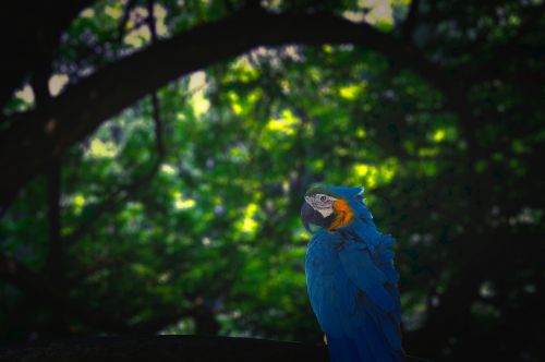 parrot jungle blue