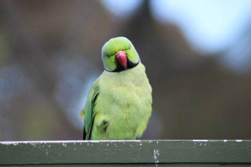 parrot bird green