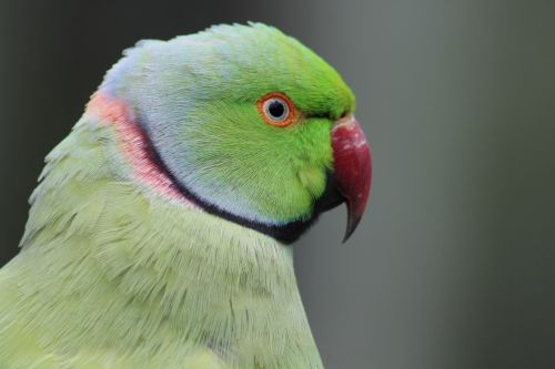 parrot bird green