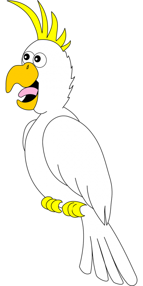 parrot bird white