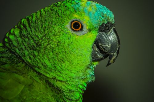 parrot birdie bird