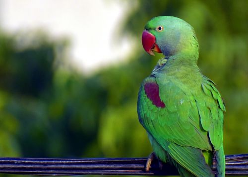 parrot bird green