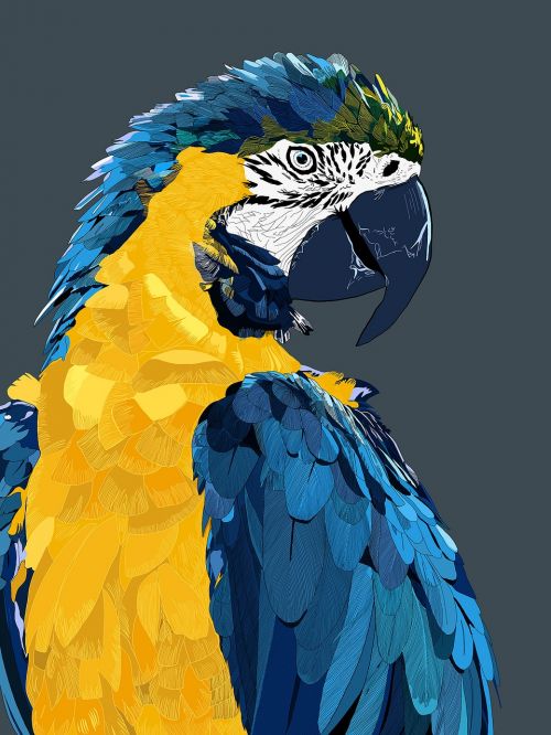 parrot bird macaw