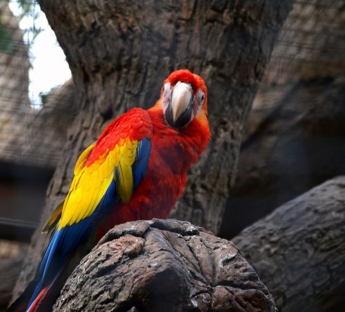 parrot bird papużka