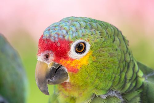 parrot close colorful