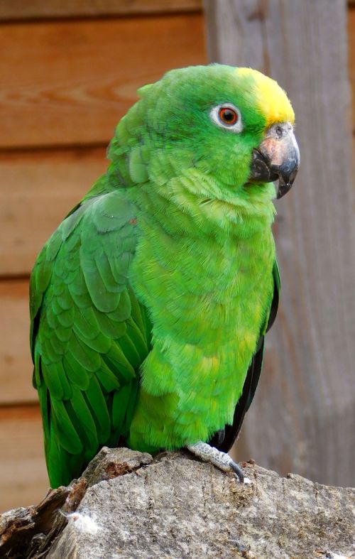 parrot green green birds