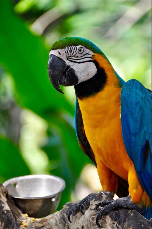 parrot bird bright
