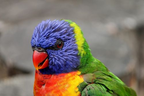 parrot close lorikeet
