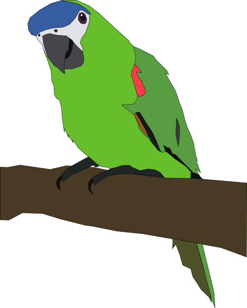 parrot tropical bird bird