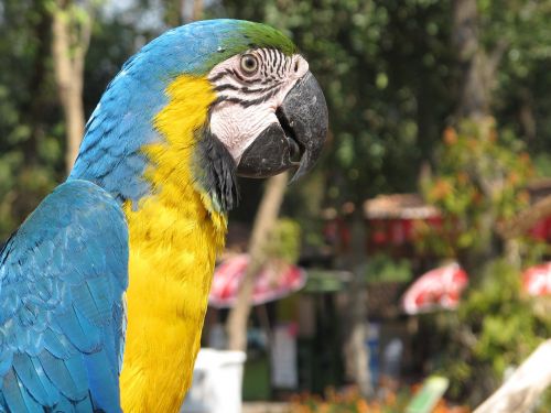 parrot bird ara