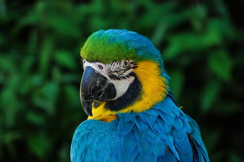 parrot colorful plumage
