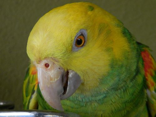 parrot bird wildlife