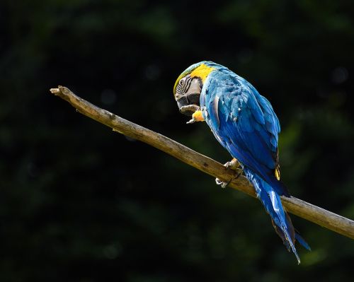parrot ara blue