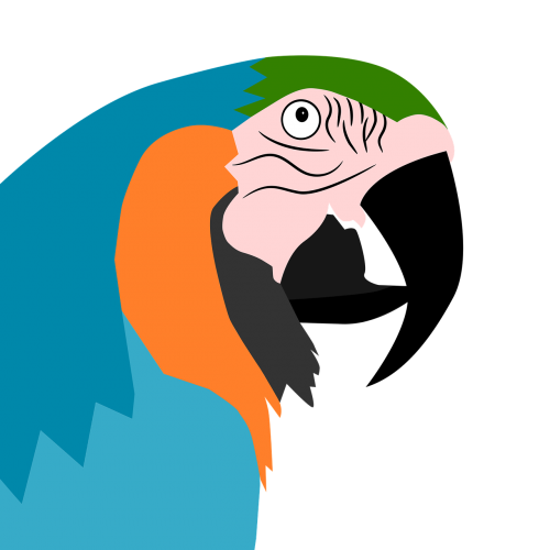 parrot animal bird