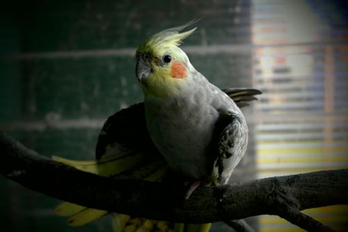 parrot extension cockatiel