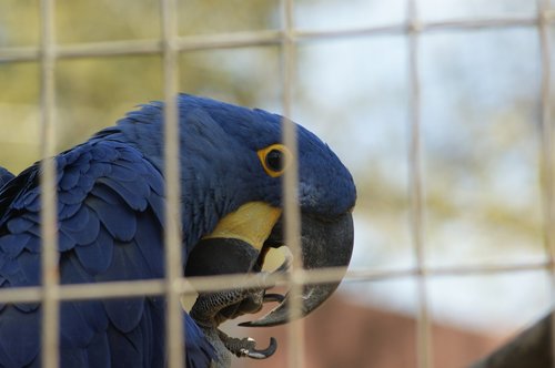 parrot  zoo  bird