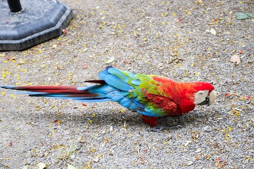 parrot  wildlife