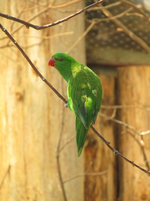 parrot  green  green bird