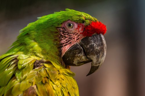 parrot  colorful  ara