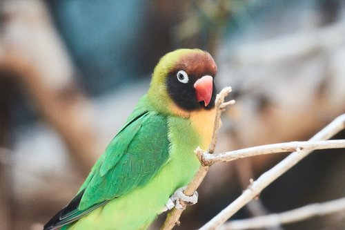 parrot  bird  colorful