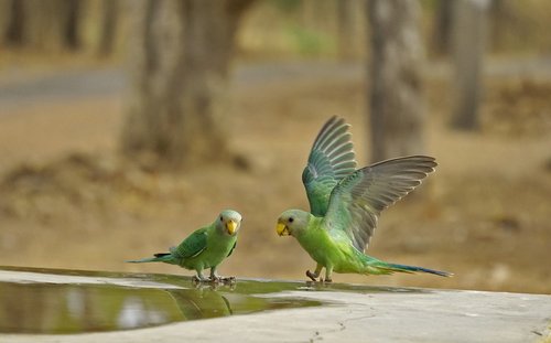 parrot  indian  green