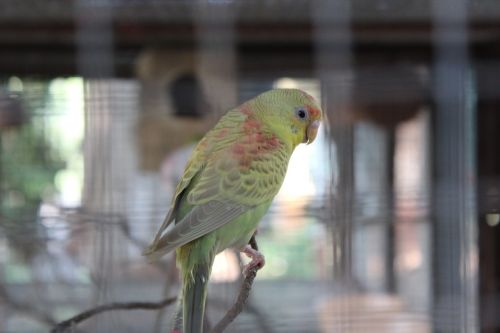 parrot cage captivity