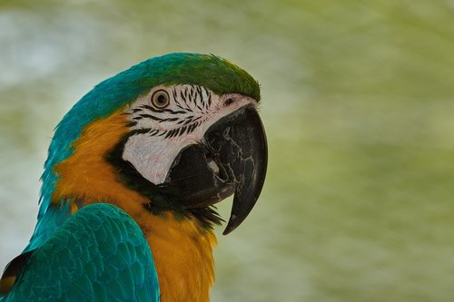 parrot  aara  bird