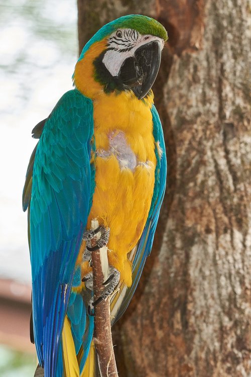 parrot  aras  bird