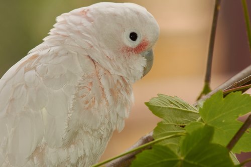 parrot  cockatoo  bird
