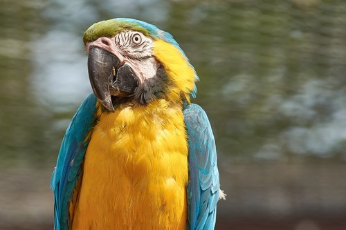 parrot  aras  bird