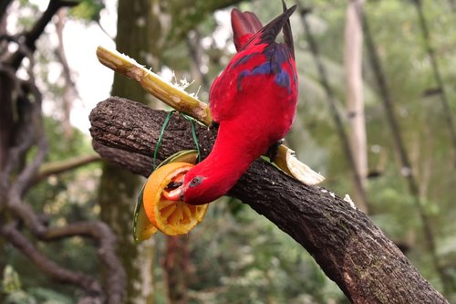 parrot  bird  red bird
