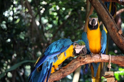 parrot  blue  tree