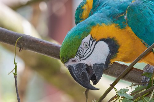 parrot  aara  colorful